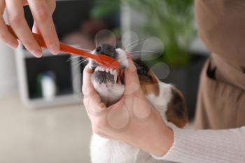 Female groomer brushing dog's teeth in salon�