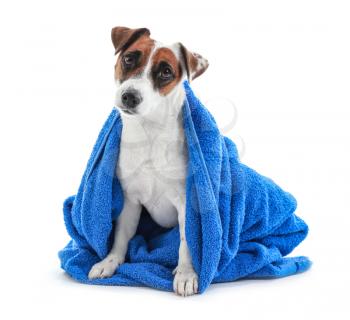 Cute dog with towel after washing on white background�