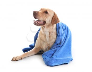 Cute Labrador Retriever with towel after washing on white background�