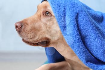 Cute dog with towel after washing on color background�