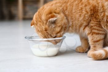 Cute Scottish fold cat drinking milk at home�