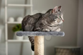 Cute cat on scratching post at home�