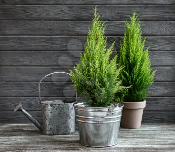 Lemon cypress tree plants and watering can on wooden background�