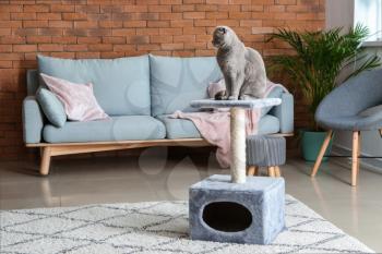Cute funny cat on scratching post at home�