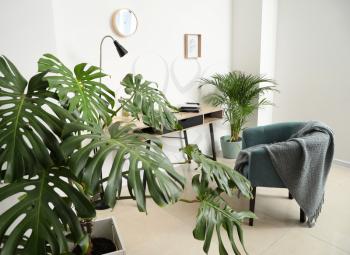Green tropical plants in interior of room�