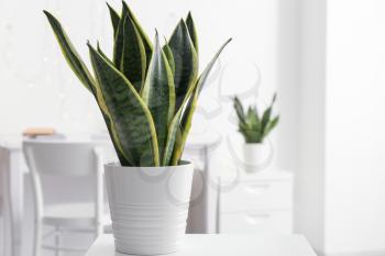 Sansevieria plant in pot on table�