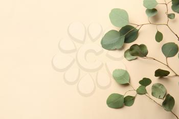 Green eucalyptus branches on color background�