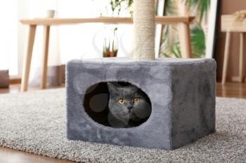 Cute British shorthair cat hiding in its house�