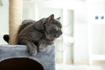 Cute British shorthair cat on scratching post�