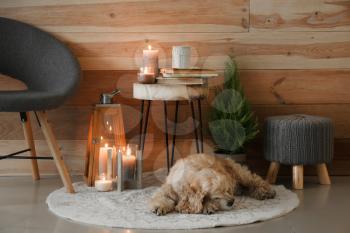 Cute dog sleeping near burning candles in room�