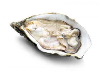 Fresh raw oyster on white background�