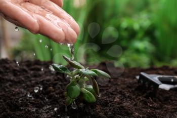 Woman pouring fresh water on green plant outdoors, closeup�