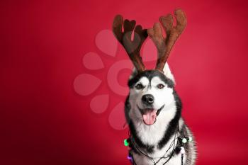 Adorable husky dog with deer horns and garland on color background�