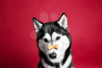 Adorable husky dog with tasty treat on nose against color background�
