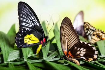 Beautiful butterflies sitting on tropical leaf outdoors�
