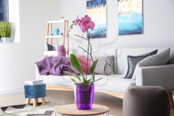 Beautiful orchid flower in interior of room�