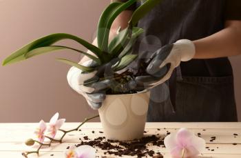 Woman transplanting orchid at table�
