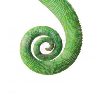 Tail of green chameleon on white background�