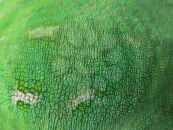 Texture of chameleon skin, closeup�