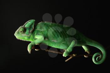 Cute green chameleon on branch against dark background�