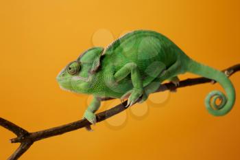 Cute green chameleon on branch against color background�