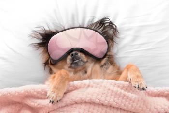 Cute dog with sleep mask in bed�