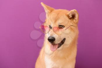 Cute Akita Inu dog with sunglasses on color background�