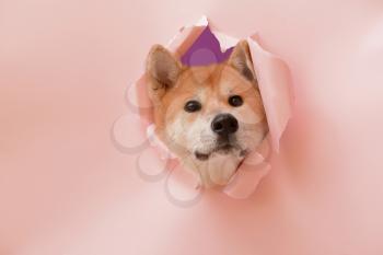 Cute Akita Inu dog visible through hole in torn color paper�