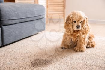 Cute dog near wet spot on carpet�