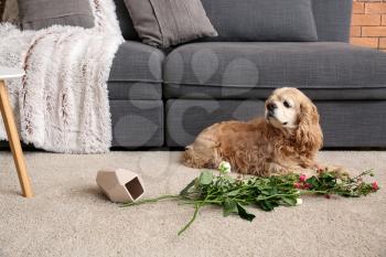 Naughty dog and dropped vase with flowers on carpet�