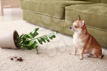 Cute dog and dropped pot with houseplant on carpet�