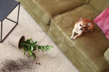 Cute dog and dropped pot with houseplant on carpet 