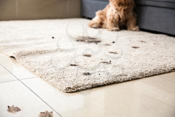 Dirty dog trails on carpet�
