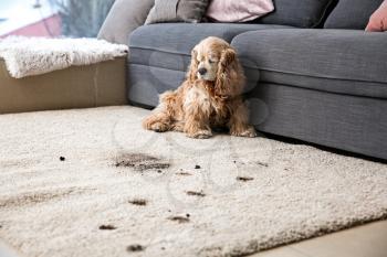 Funny dog and its dirty trails on carpet�