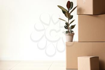 Moving boxes with plant near light wall�