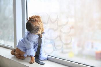 Cute funny dog dressed as businessman near window�