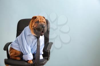 Cute funny dog dressed as businessman sitting on chair�