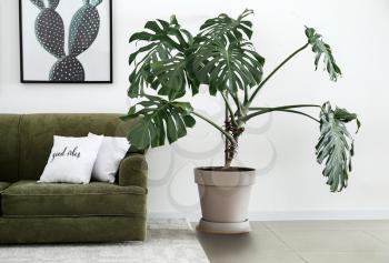 Interior of modern room with comfortable sofa and houseplant�