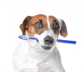 Cute dog with toothbrush on white background�