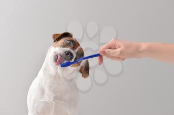Owner cleaning teeth of cute dog with brush on light background�