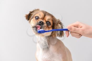 Owner cleaning teeth of cute dog with brush on light background�