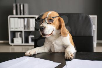 Cute funny dog with eyeglasses sitting at workplace in office�