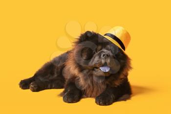 Cute Chow-Chow dog wearing hat on color background�