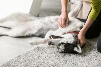 Adorable Husky dog with owner at home�
