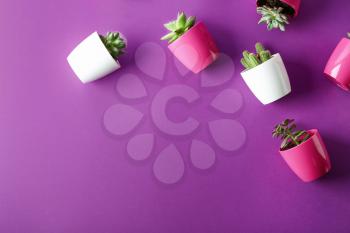 Succulents and cacti in pots on color background, top view�