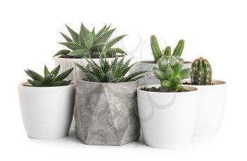 Green succulents in pots on white background�