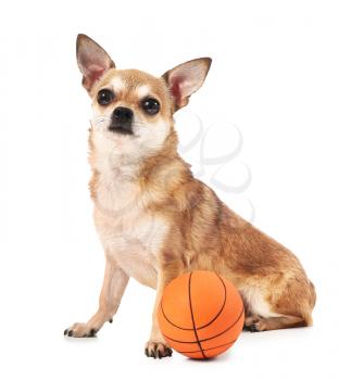 Cute chihuahua dog with rubber ball on white background�