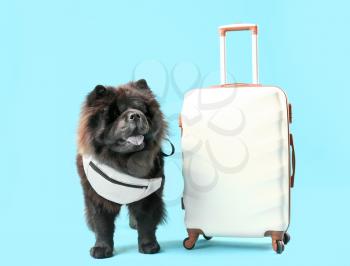 Cute Chow-Chow dog with suitcase on color background�