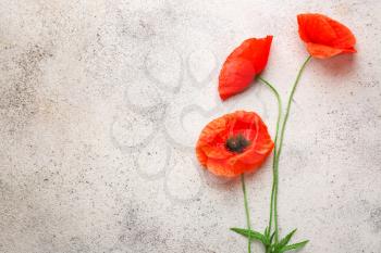 Beautiful red poppy flowers on light background�