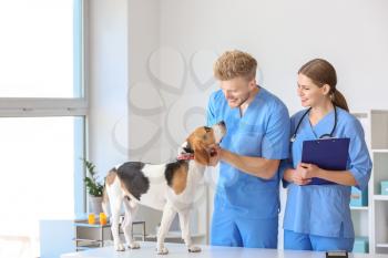 Veterinarians examining cute dog in clinic�